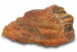 Colorful, Polished Petrified Wood (Araucarioxylon) - Arizona #371651-1
